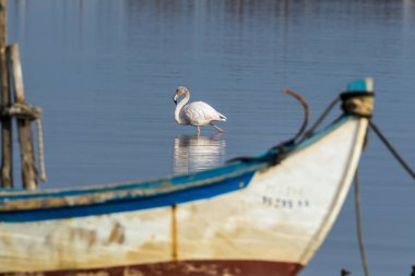 Suda yürüme pembe flamingolar
