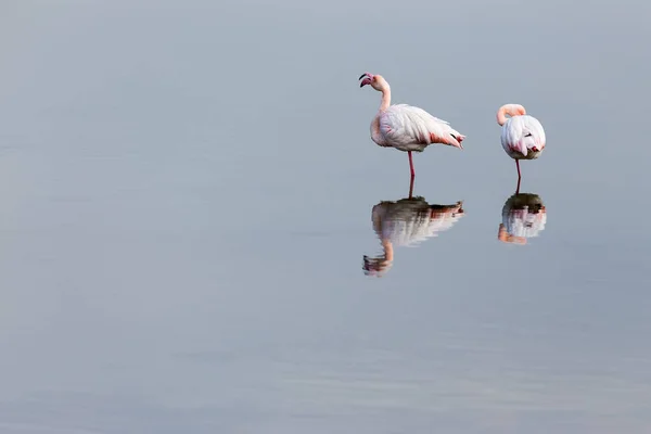 Rosafarbene Flamingos laufen durchs Wasser — Stockfoto