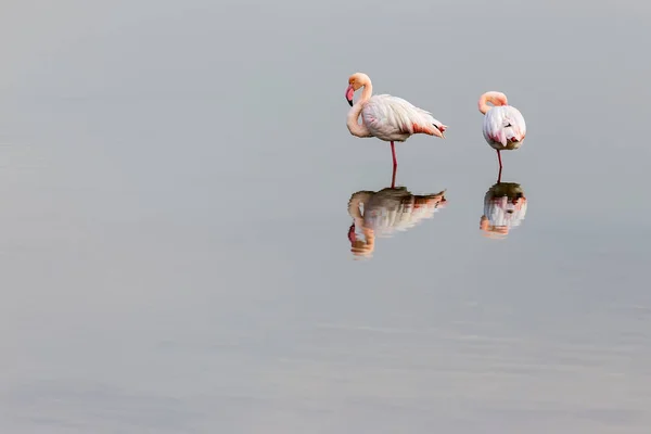 Flamingos cor-de-rosa caminhando pela água — Fotografia de Stock