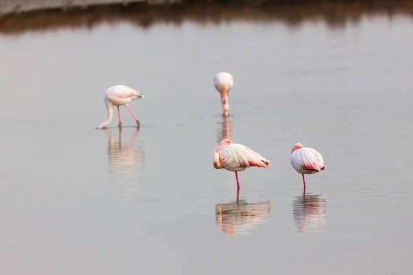 Flamingos cor-de-rosa caminhando pela água — Fotografia de Stock