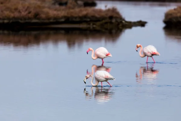 Розовые фламинго шагают по воде — стоковое фото