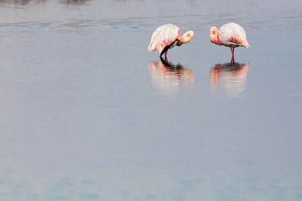 Розовые фламинго шагают по воде — стоковое фото