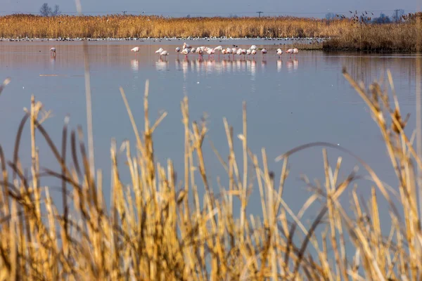 Rosa flamingos promenader genom vattnet — Stockfoto