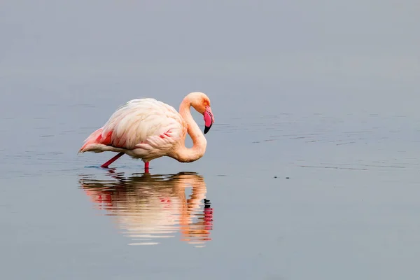 Rosafarbene Flamingos laufen durchs Wasser — Stockfoto