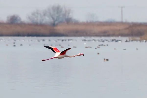 Flamants roses marchant dans l'eau — Photo