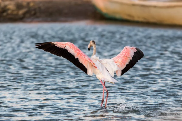 Flamencos rosados caminando por el agua — Foto de Stock