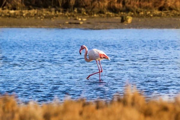 Flamants roses marchant dans l'eau — Photo