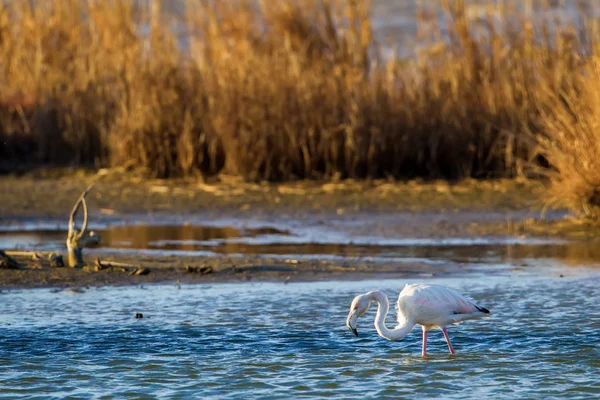 Flamants roses marchant dans l'eau — Photo