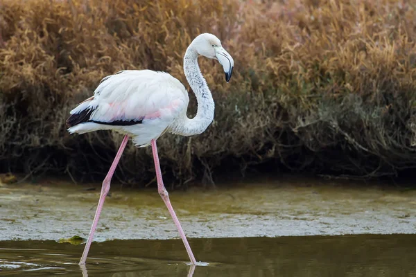 Flamants roses marchant dans l'eau — Photo