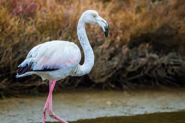 Flamants roses marchant dans l'eau — Photo