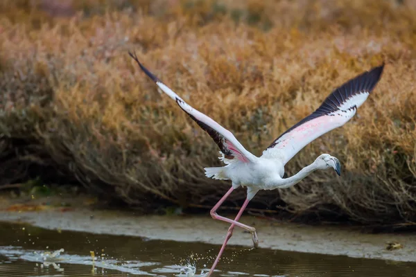 Flamants roses marchant dans l'eau — Photo