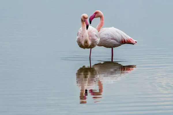Suda yürüme pembe flamingolar — Stok fotoğraf