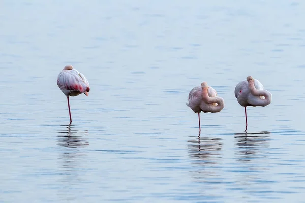 Pink flamingos walking through the water — Stock Photo, Image
