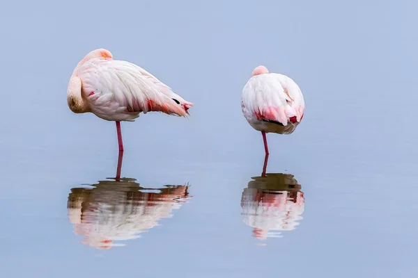 Flamants roses marchant dans l'eau — Photo