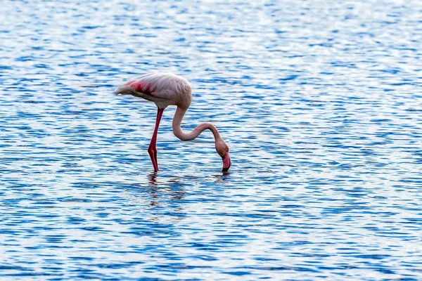 Roze flamingo's lopen door het water — Stockfoto