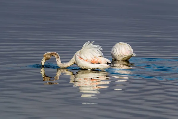 Flamingo roz de mers pe jos prin apă — Fotografie, imagine de stoc