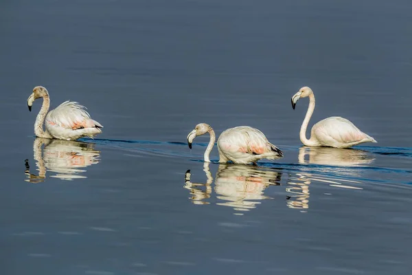 Flamingo roz de mers pe jos prin apă — Fotografie, imagine de stoc
