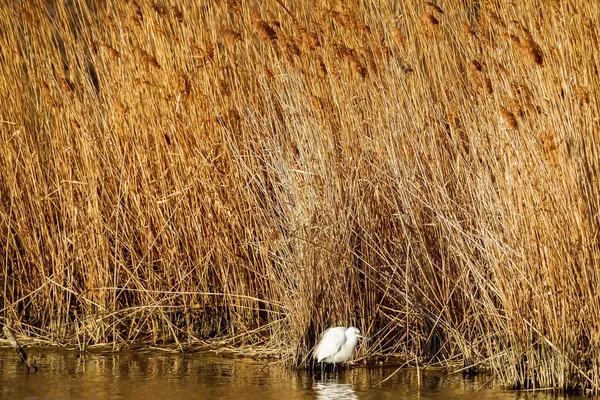 Garza blanca (Ardea cinerea) es un ave zancuda de la familia Garza. —  Fotos de Stock