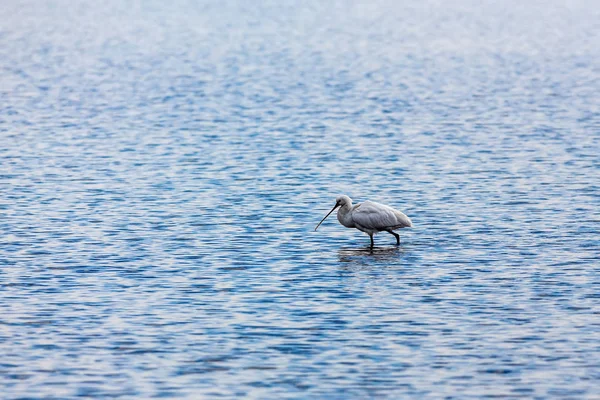 Kuş gölet ve göllerde kaşıkçı (Platalea leucorodia), — Stok fotoğraf