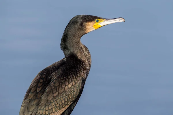 El cormorán (Phalacrocorax carbo), en la laguna —  Fotos de Stock