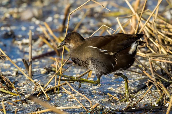 El moorhen común (Gallinula chloropus) también conocido como el pantano —  Fotos de Stock