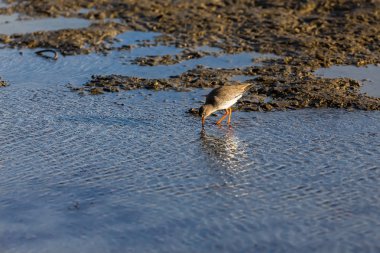 redshank (Tringa totanus), Kalohori sulak Kuzey Gre