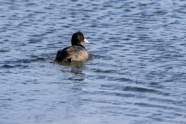 El foso euroasiático (Fulica atra) —  Fotos de Stock