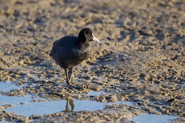 El foso euroasiático (Fulica atra) —  Fotos de Stock