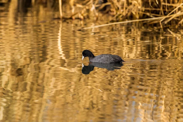 El foso euroasiático (Fulica atra) —  Fotos de Stock