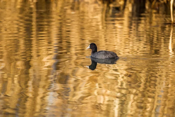 Avrasya ördeği (Fulica atra) — Stok fotoğraf