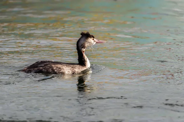 Bir büyük tepeli batağan (Podiceps cristatus yaralandı) — Stok fotoğraf