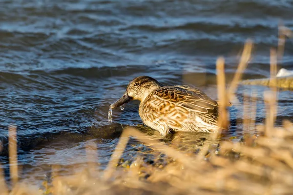 Ente, in Feuchtgebieten in Kalohori in Nordgriechenland mit weichem Fokus — Stockfoto