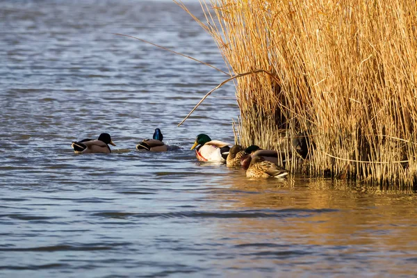 Kachna, v mokřadech v Kalohori v severním Řecku s rozostřený — Stock fotografie