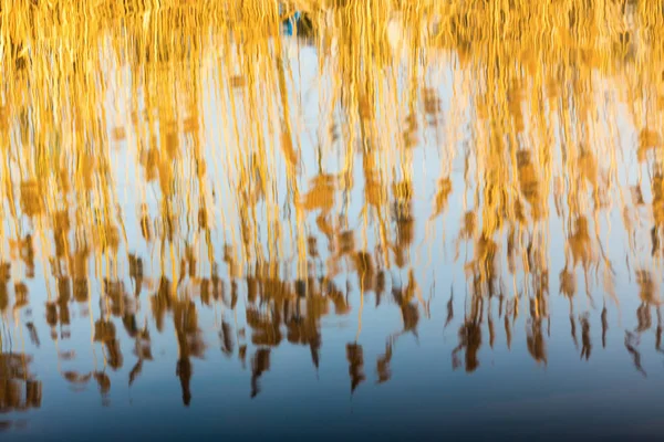 Reflections of reeds and blue sky in river — Stock Photo, Image