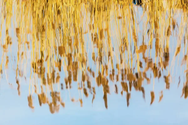 Reflections of reeds and blue sky in river — Stock Photo, Image