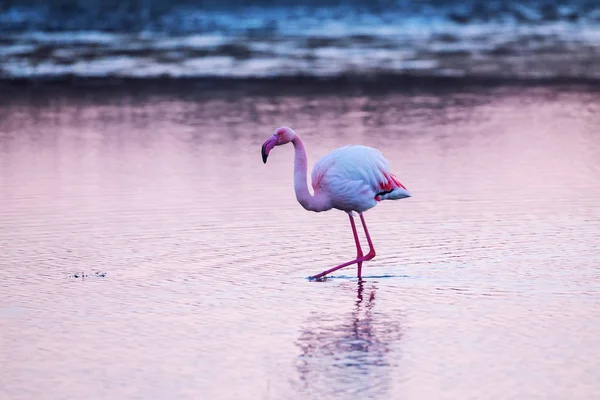 Rosafarbene Flamingos frühmorgens im Wasser — Stockfoto