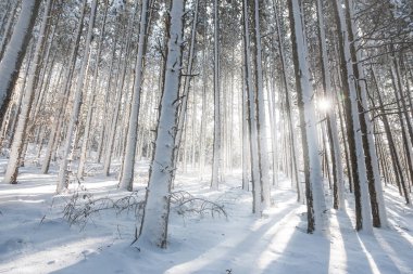 kar kış manzara orman kaplı