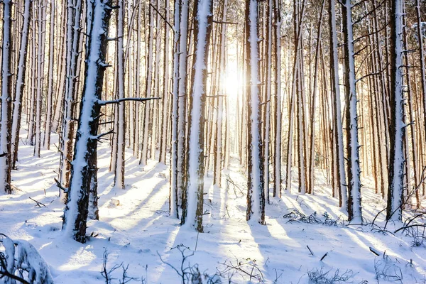 Winter landscape with snow covered forest — Stock Photo, Image