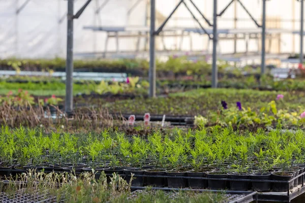 Interior de uma estufa para o cultivo de flores e plantas — Fotografia de Stock