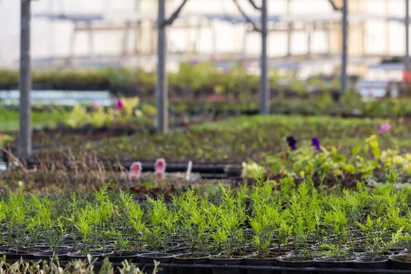 Interior de uma estufa para o cultivo de flores e plantas — Fotografia de Stock