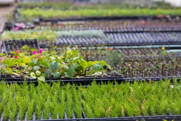 Interior de uma estufa para o cultivo de flores e plantas — Fotografia de Stock