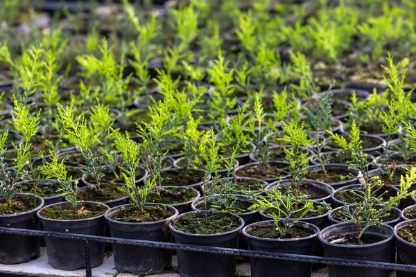 Interior of a greenhouse for growing flowers and plants — Stock Photo, Image