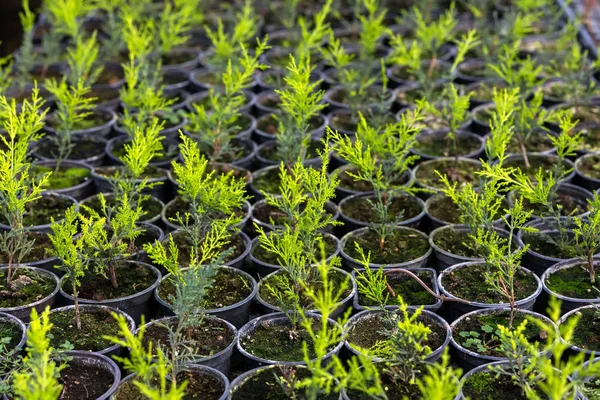 Interior of a greenhouse for growing flowers and plants — Stock Photo, Image