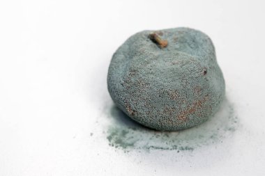 Çürük ve taze mandalina meyve ile kalıp.