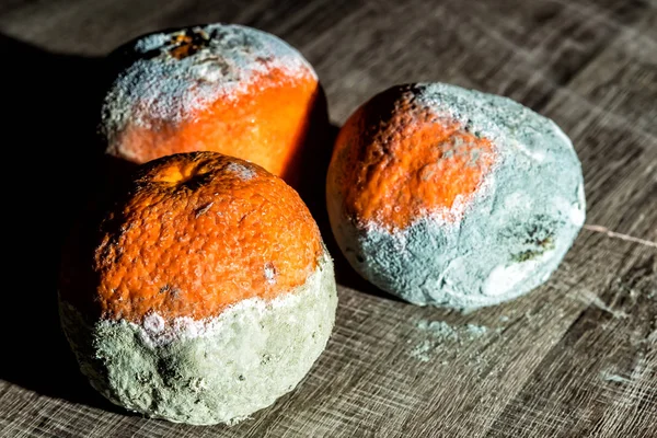 Fruta de mandarina podrida y fresca con moho . — Foto de Stock