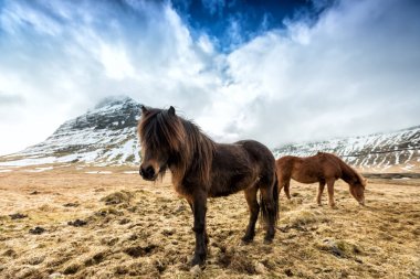 İzlanda'daki dağlarda at
