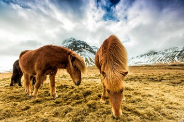 İzlanda'daki dağlarda at