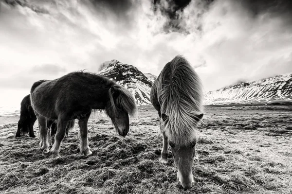 Лошади в горах Исландии — стоковое фото