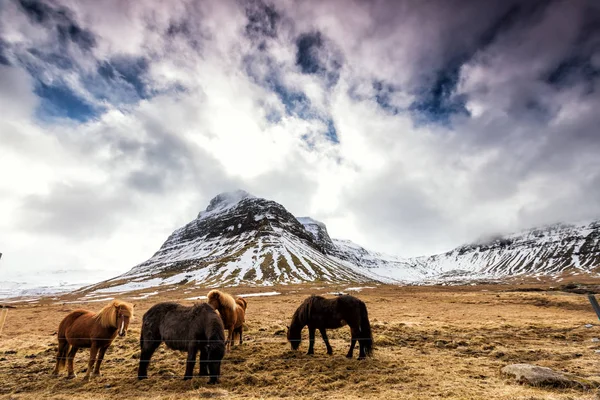 Лошади в горах Исландии — стоковое фото