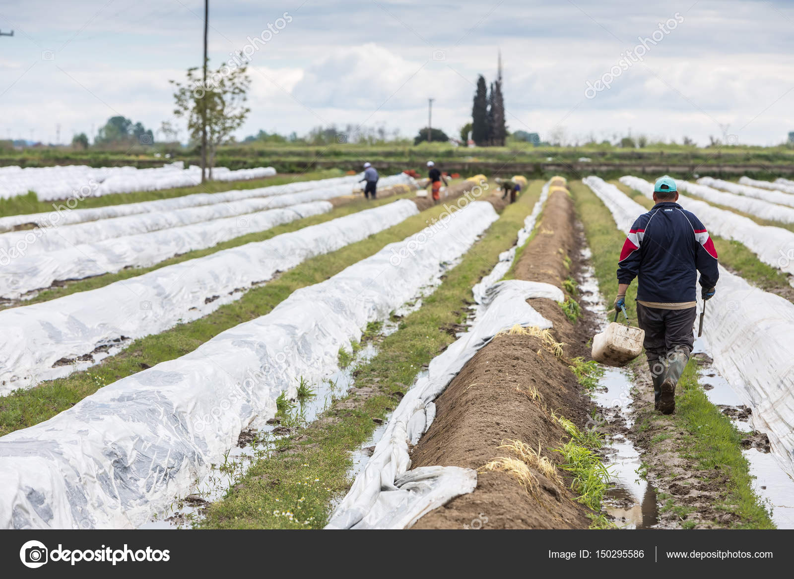 Workers In The Farm During Harvesting White Asparagus Stock Editorial Photo C Vverve 150295586,Transplanting Yucca